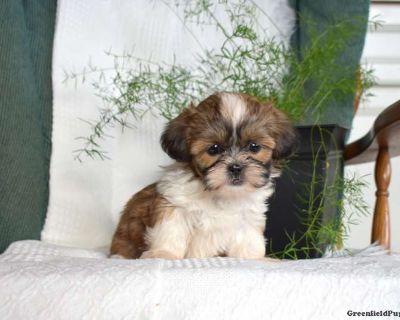 Charlotte - 7 Weeks Female Shih Tzu Puppy for Sale