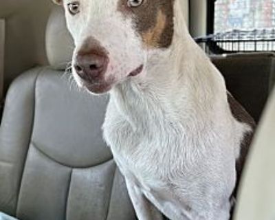 Auggie - Rat Terrier/Whippet Mix Male Dog for Adoption