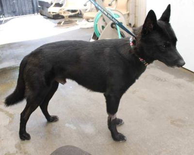 ROCKY - Australian Kelpie Male Dog for Adoption