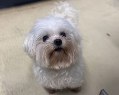 Health Vaccinations up to date, spayed / neutered.. Senior Female Small White / Cream