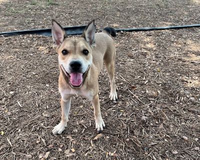 Noodle A205270 - German Shepherd Dog Mix Female Puppy for Adoption