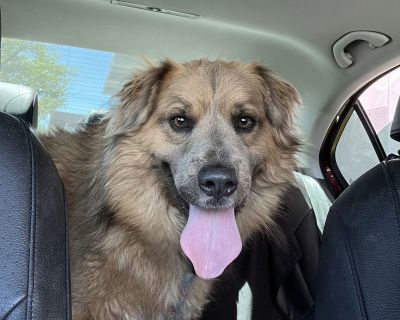 Walter - Australian Shepherd Mix Male Dog for Adoption