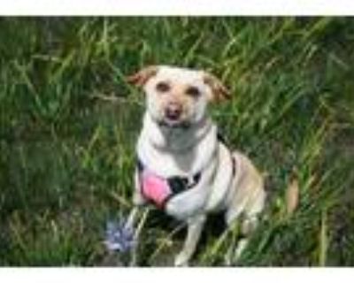 Adopt Daisy a Tan/Yellow/Fawn Labrador Retriever / Australian Shepherd / Mixed
