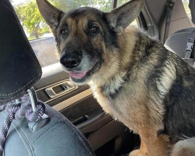 Max - German Shepherd Dog Male Dog for Adoption