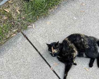 Diana - American Shorthair Female Cat for Adoption