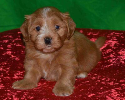 5 Male and 2 Female Havanese Puppies for Sale