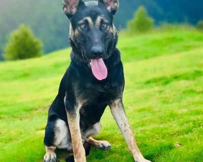 Tobbe - German Shepherd Dog & Belgian Shepherd / Sheepdog Mix Male Dog for Adoption