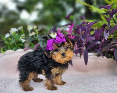 Mia - Female Black and Brown Yorkshire Terrier Puppy for Sale
