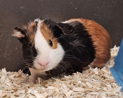 ANKY - Guinea Pig Female for Adoption