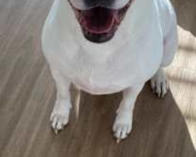 Sunshine - Labrador Retriever/American Pit Bull Terrier Mix Female Dog for Adoption