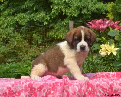 Chex - Saint Bernard Puppy For Sale in Pennsylvania