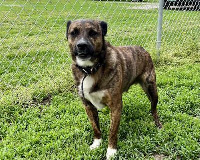 Gibbous - Labrador Retriever/Mixed Breed (Medium) Mix Male Dog for Adoption