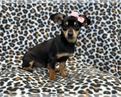 Daisy - Chihuahua Female Puppy for Sale