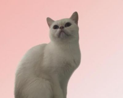 Marie - British Shorthair Female Cat For Sale