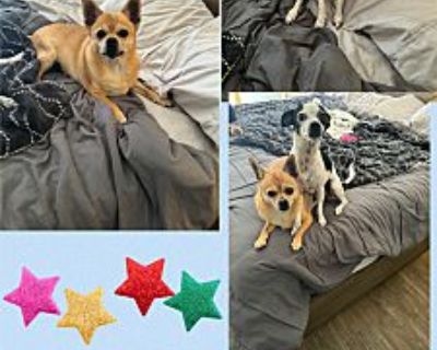 PRINCESS LAYLA & LUKE - Chihuahua Female Dog for Adoption