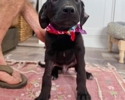 This cutie is Shade. He is currently 5 months old. We think they may be a lab mix, but with rescue it s a guess! What matters most is that they are adorable and are one the MOST desperate in the entire US based on statistics for where this puppy is from. Shelters in this area are having to euthanize puppies. So, this puppy needs you! If you choose a puppy from us, it saves their life as well as...