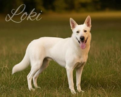 Loki is an 8 9 month old, 50 lb sweetheart who s ready to find his forever family! This playful, gentle boy was sadly dumped along with 3 other pups at a boarding property, but now he s safe, vetted, and ready to start his new life. Great with kids Dog-friendly Sweet & playful personality Fully vetted and ready to go! Loki has his whole life ahead of him and just needs a family to love and guid...