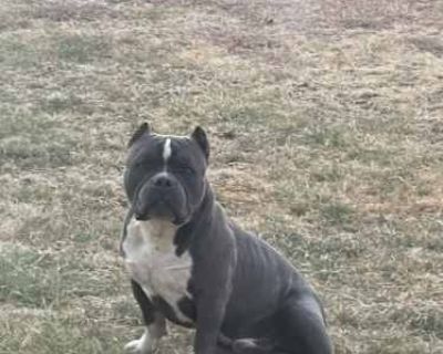Bluey - American Bulldog Male Dog for Adoption