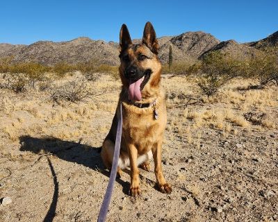 Mia - German Shepherd Dog Female Dog for Adoption