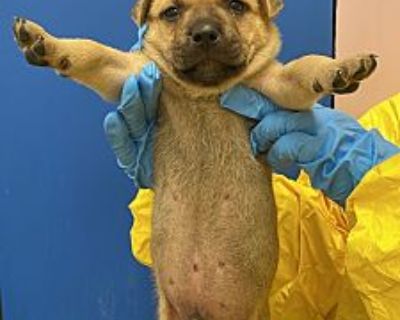 Toulouse - Cattle Dog/Shepherd (Unknown Type) Mix Male Puppy for Adoption