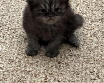 Updated As They Grow - Scottish Fold Male & Female Kitten For Sale