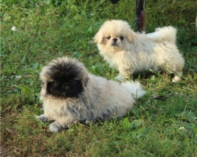 Litter of 3 - Pekingese Male Puppy for Sale