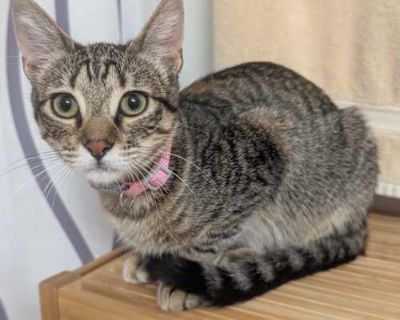 Boo is an independent little darling! She s a busy girl, so she s not always open to snuggle - but when she is, she ll take all the cuddles and kisses you can give her! I have a yellow Labrador Retriever, and Boo gets along with dogs very well. Please contact the foster at graciejakerose@gmail.com. Good with dogs Good with cats Spayed / Neutered. Breed Domestic Shorthair Color Brown Tabby Age 1...