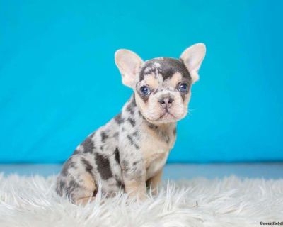 Oliver - French Bulldog Puppy For Sale in Michigan