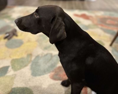 Sadie - German Shorthaired Pointer & Chocolate Labrador Retriever Mix Female Dog for Adoption