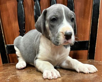 1 Male and 1 Female Great Dane Puppies for Sale