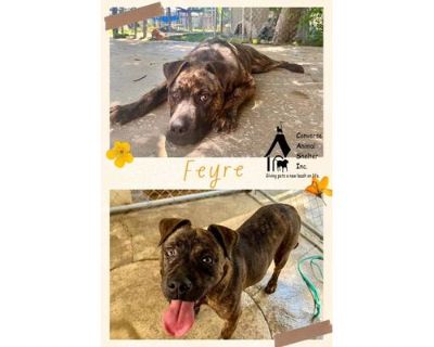 Feyre - Mastiff/Plott Hound Mix Female Puppy for Adoption