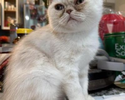 Osito - Exotic Male Kitten For Sale