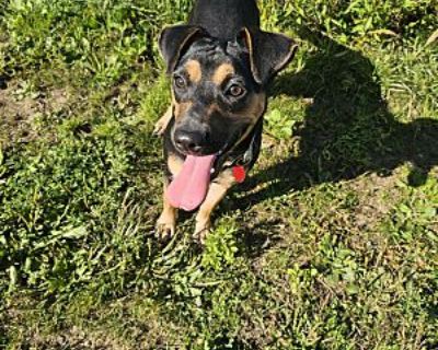 Rhonda - Miniature Pinscher Female Dog for Adoption