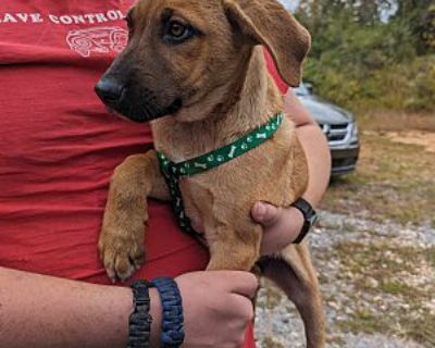 Venus - Retriever (Unknown Type)/Boxer Mix Female Puppy for Adoption