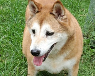 Sebastian - Shiba Inu Male Dog for Adoption