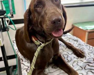 Summer (SC) - Labrador Retriever Female Dog for Adoption