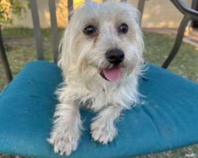 Biscuit - Cairn Terrier/Poodle (Miniature) Mix Male Puppy for Adoption