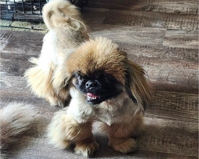 Ewok - Pekingese Male Puppy for Sale