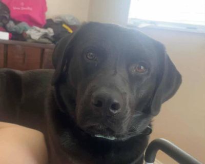 Forest the black labrador is great with kids and other dogs. He is potty trained and is enjoying his foster time however he would like his own home!. Adult Male Medium