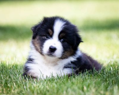 1 Female Australian Shepherd Puppy for Sale