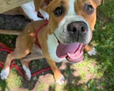 Sally - Boxer/English Bulldog Mix Female Puppy for Adoption