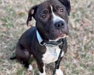 Ruby - American Bulldog / American Staffordshire Terrier Female Puppy