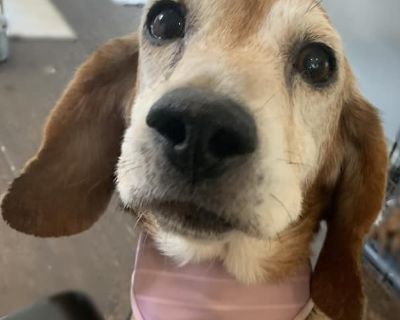 Mona - Beagle & Basset Hound Mix Female Dog for Adoption