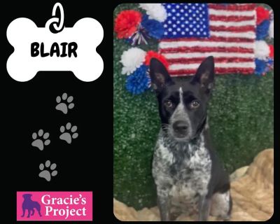 Blair - Australian Cattle Dog / Blue Heeler Female Dog for Adoption