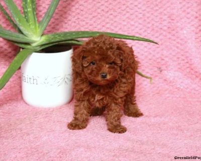Ringo - 7 Weeks Male Maltipoo Puppy for Sale