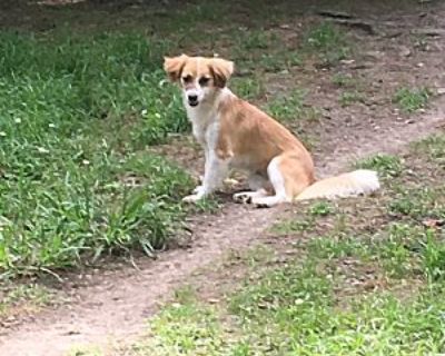 Savannah - Sheltie, Shetland Sheepdog/Pekingese Mix Female Dog for Adoption