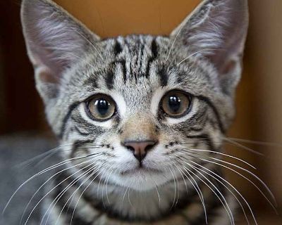Smush - Domestic Shorthair Male Kitten for Adoption