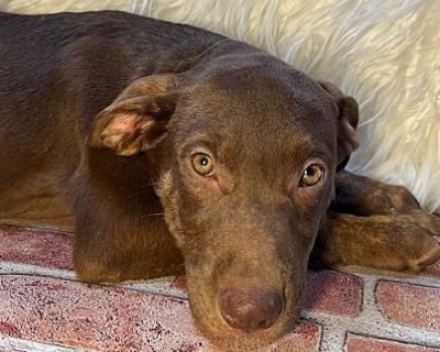 Spice - Labrador Retriever/Doberman Pinscher Mix Female Puppy for Adoption