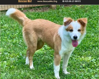 Pixie - Female Puppy Border Collie mix for Adoption