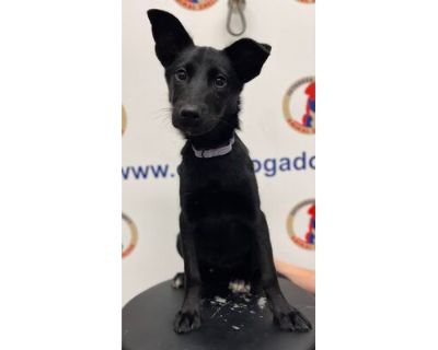 Midnight - Shepherd (Unknown Type)/Mixed Breed (Medium) Mix Female Dog for Adoption